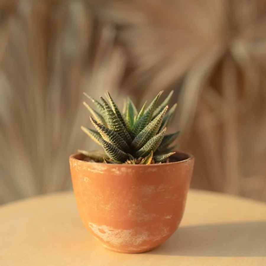 Poterie de jardin Amphore